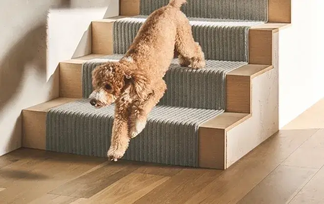 Dog on stairs | Carpet Selections