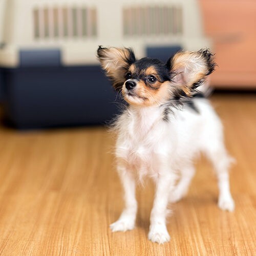 Papillon puppy standing on floor | Carpet Selections