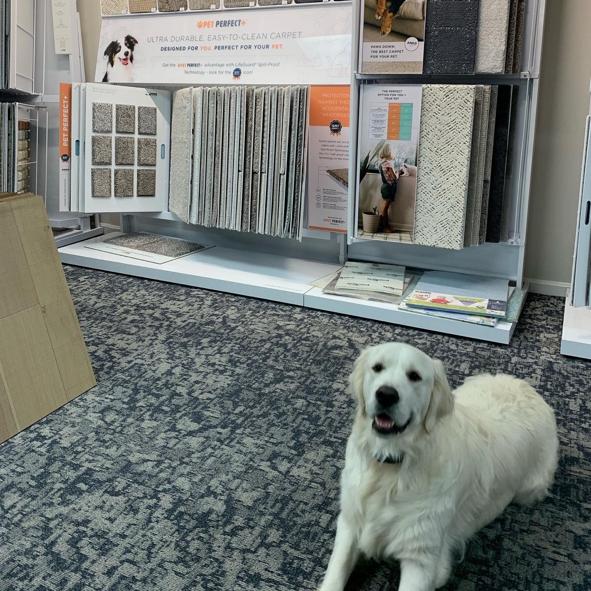 Dog at showroom | Carpet Selections